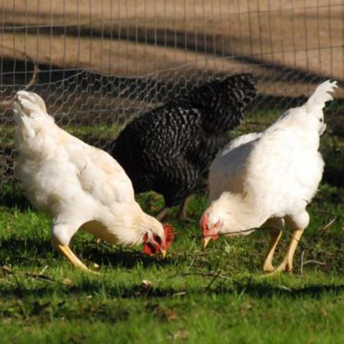 Why We Raise Meat Animals and Birds